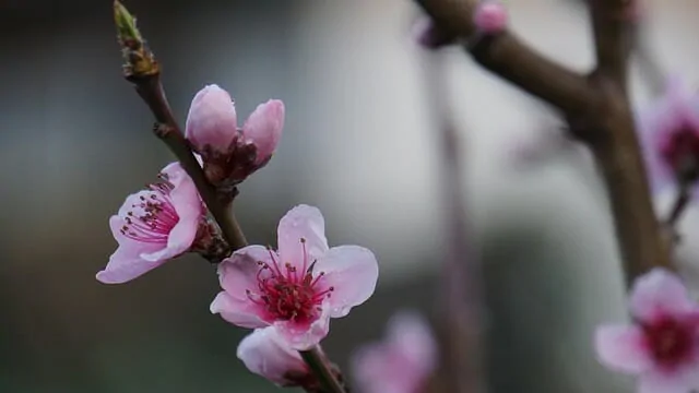 桃の花