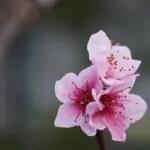 モモの花