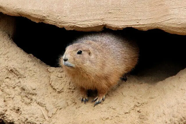 グラウンドホッグ