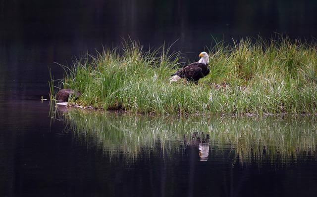 水辺の白頭鷲