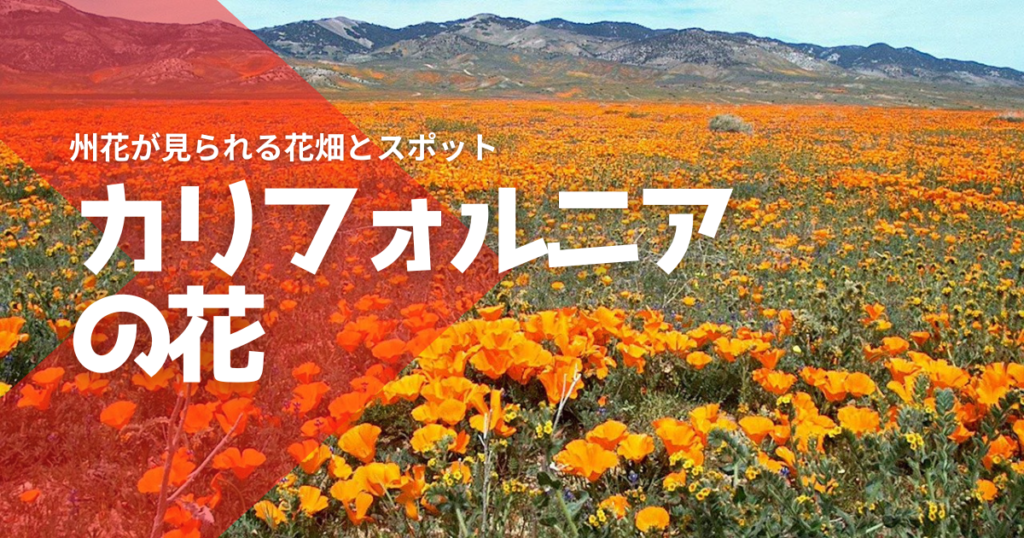 カリフォルニアの花